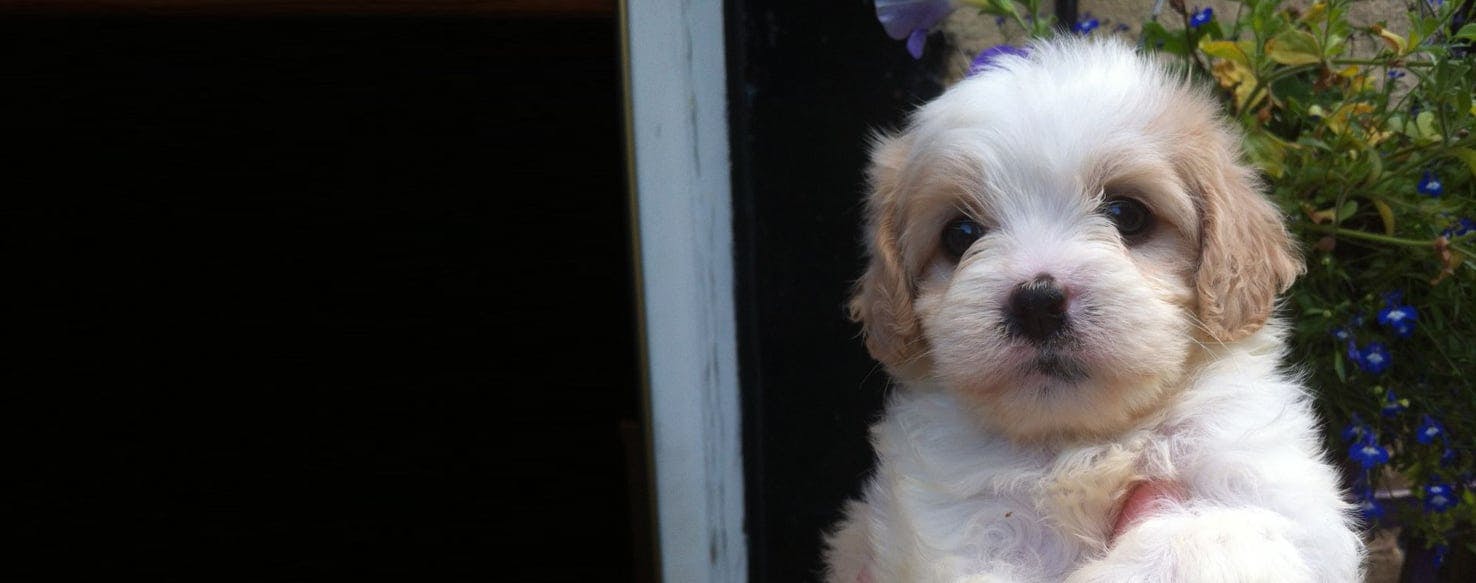 Cavamalt puppies clearance for sale